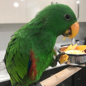 eclectus parrot for sale