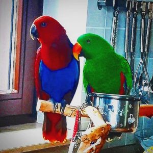 Eclectus Parrot for sale