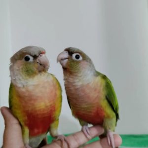 conure parrot for sale