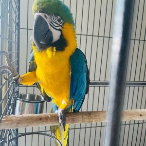 Macaw Parrot For Sale