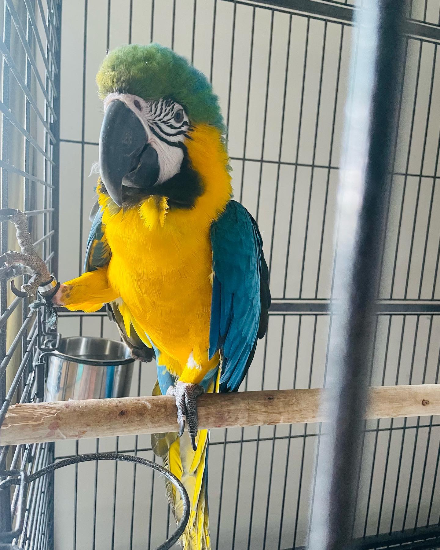 Macaw Parrot For Sale