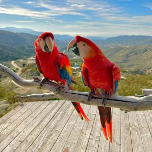 Scarlet Macaw for sale