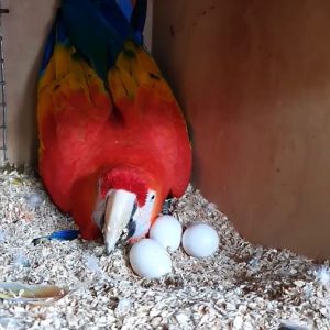 scarlet macaw eggs for sale