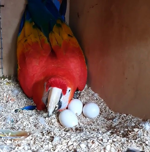 scarlet macaw eggs for sale