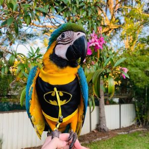 Macaw parrot for sale