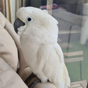 Cockatoo Parrots For Sale