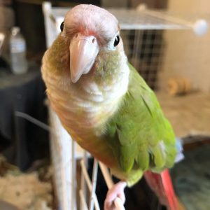 Conure Parrots For Sale