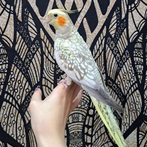 cockatiel parrots for sale