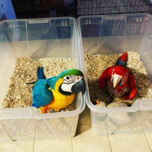 Macaw parrots for sale