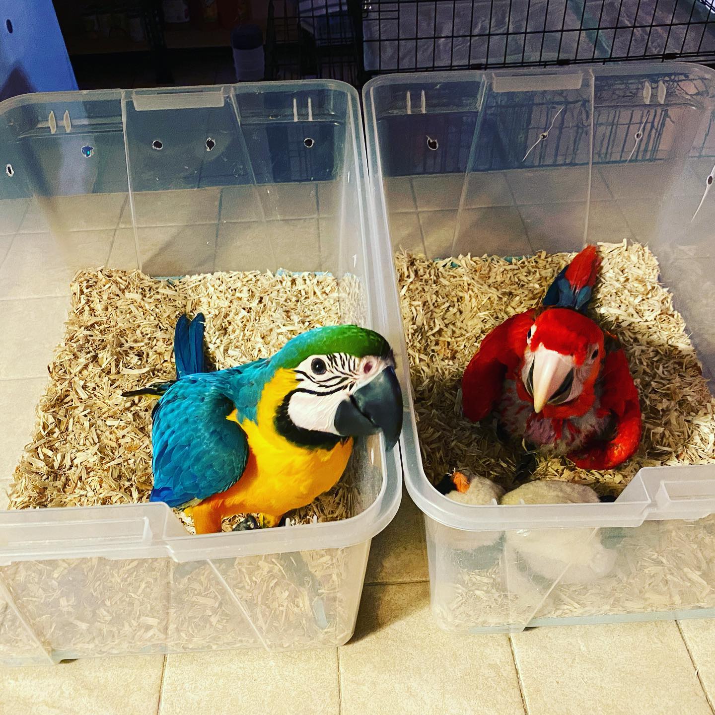 Macaw parrots for sale