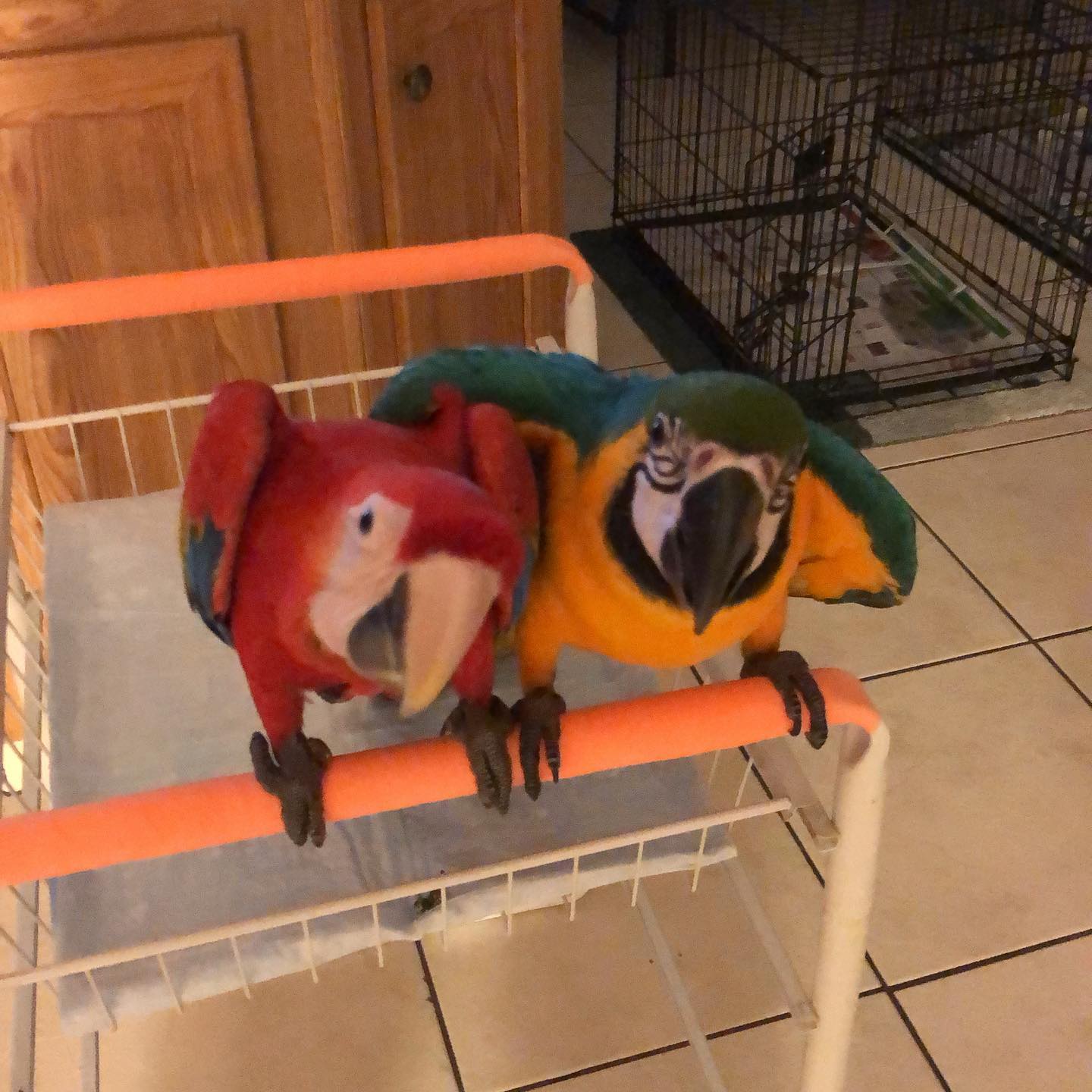 TED & REY (PAIR) - Image 3