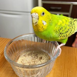 parakeet for sale