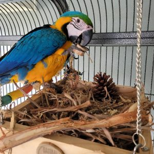 Macaw parrot for sale