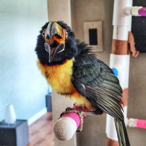 Toucan bird for sale